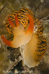 Moridilla brockii.  Ningaloo Reef, Western Australia.  Ca... by Ross Gudgeon 